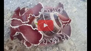 Hydatina albocincta - White-banded Bubble