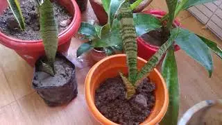 Variety of snake plants collection in my garden6 October 2022