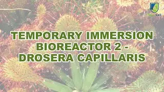 Temporary Immersion Bioreactors!  [Drosera Capillaris]