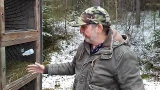 Vorstellung meiner hellen Grosssilberzucht Hasen