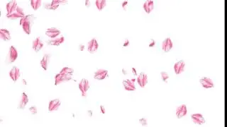 Falling petals animation