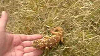Chondrodactylus angulifer - Giant Ground Gecko part 2/2