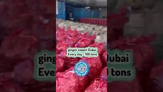 BULK GINGER EXPORT  || 100 TONS DAILY TO DUBAI