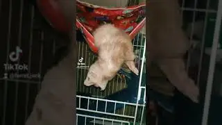 Ferret Jack holiday rec video new animals at home of TikTok Хорёк Джек в ТикТок у него отдых он поёт