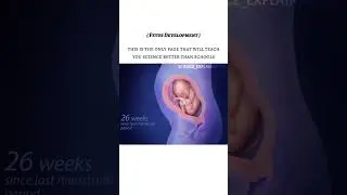 🤰 From a Single Cell to a Human Being &mdash; Fetal Development Explained