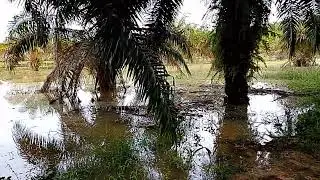 View Spot gabus monster, lain kali kita gas uncal di sini sobat angler