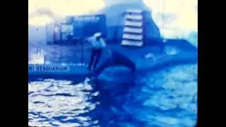 Found footage 1968 Miami Seaquarium 8mm color