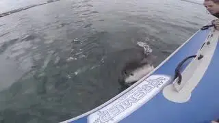 Shark attack! they said it was a safe boat! #Bivalium Mx Extreme Danger tibur&oacute;n requin