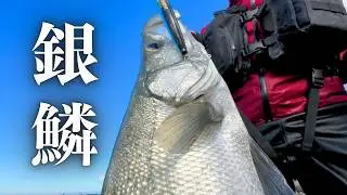 晴天に輝く荒磯の銀鱗、ゴロタ浜に潜むヒラスズキを求めて。【まさかの外道】