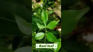 Unique Health Benefits of Bael Leaves! 🍃💚 #BaelLeaf #HerbalMedicine #NaturalWellness #ai