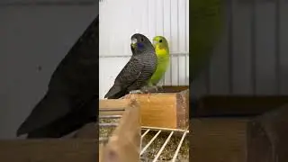 periquito australiano Black Face