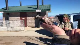Black Rosy Finch Release