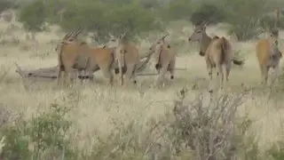 Elenantilopen in Tsavo-Ost