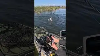 Pulling bass out of the reeds with a Rage Tail Cut-R worm 2025 #bassfishing