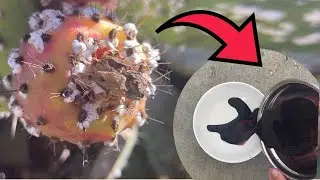 How to extract dye from Cochineal bugs