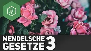 Mendelsche Regeln: Spaltungsregel - Teil 3