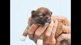 Chihuahuawelpen vier Wochen alt | C-Wurf 💜