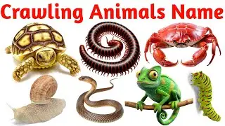 Crawling Animals Names in English | Insects, Reptiles, Bugs & Ground Creatures for Kids and Toddlers