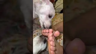 Dogs licking girl feet