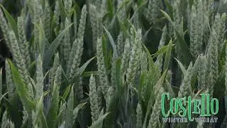 Senova Wheat - Costello and Swallow