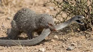 Mongoose vs. Black Mamba: Who is the Real King of Speed?