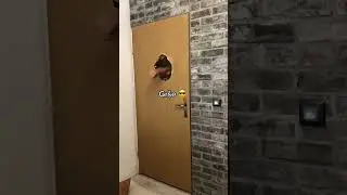 Saurus Gang