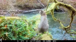 Bobcat checking out the storm damage to the crossing - Browning Trail Cameras