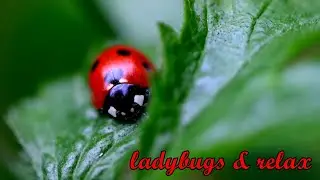 Relax music and ladybugs - for stress reduction, relaxation, meditation