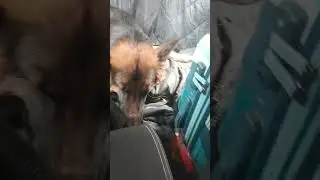 Emotional dog and parent bonding | Cute animals #shorts #dog