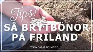 Tips f&ouml;r s&aring;dd av brytb&ouml;nor p&aring; friland