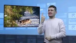 Mazowsze – w lasach pojawiły się wilki – uważaj (Tłumaczenie na Język Migowy - PJM)