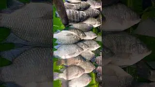 කමුද බට්ටො කෑල්ලක්?#fish #fishingvideo #fishcurry #lakefish