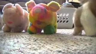 walking dogs and pigs and more from kb toys