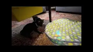 BEST Interactive Cat Toys?