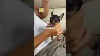 Funny animals #pet #cat #dog #cute #animals #foryou #typ