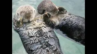 Elaborando una Nutria en origami- Making a Nutria in Origami