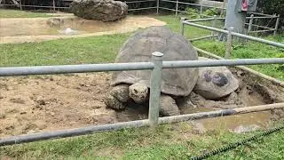 Philadelphia Zoo - Highlights from our Kindergarten class trip - 400lb turtle sex