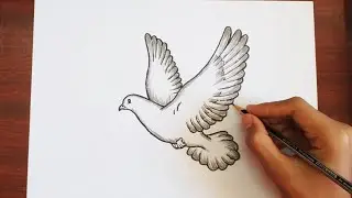 How to draw Dove step by step easy for kids