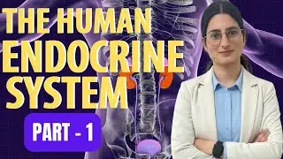The Human Endocrine Systems |Part -1I #physics #iitjee #iit #cds #nda #scienceandtechnology