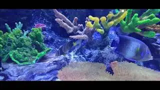 4k lotte world aquarium
