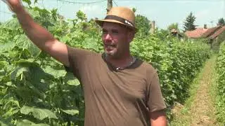 Amalgerol® uborkában, Kőszegi Ferenc