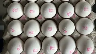 HIGH SPEED EGG PRINTING CONVEYOR || PRINTING CONVEYOR
