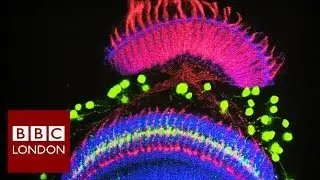 Art meets science under the microscope &ndash; BBC London News