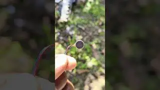 Monster Micro Vibration Motor#shorts