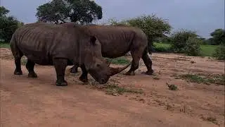 Lioness and Rhino Interaction | Kapama Private Game Reserve