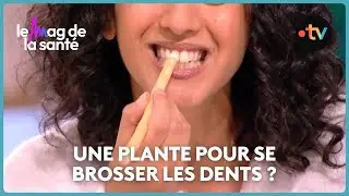 Se brosser les dents avec du siwak : un usage validé ?