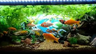 金魚水槽　癒し一時間　Goldfish tank