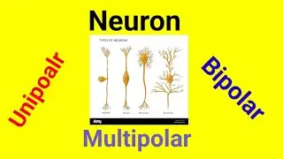 UNIPOLAR NEURON || PSEUDO-UNIPOLAR || BIPOLAR || MULTIPOLAR