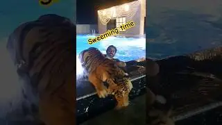 Humaid Albuqaish enjoying sweeming with his bengal tiger #tiger #viral