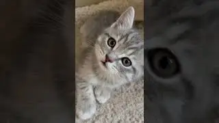 Scottish fold cats are the most beautiful furries!🐈🥹❤️ #cat #animals #cute #pets #newyear #shorts